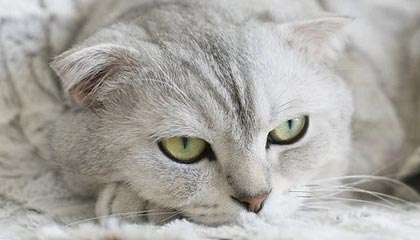 开云体育_ 德甲下半程的竞争态势：各队的策略与目标，德甲最佳开局