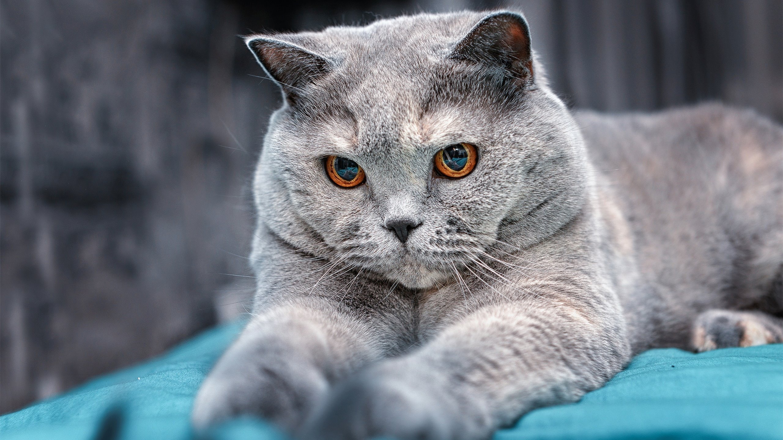 _双人舞结合：运动与舞蹈的完美结合比赛_，体育舞蹈的双人配合