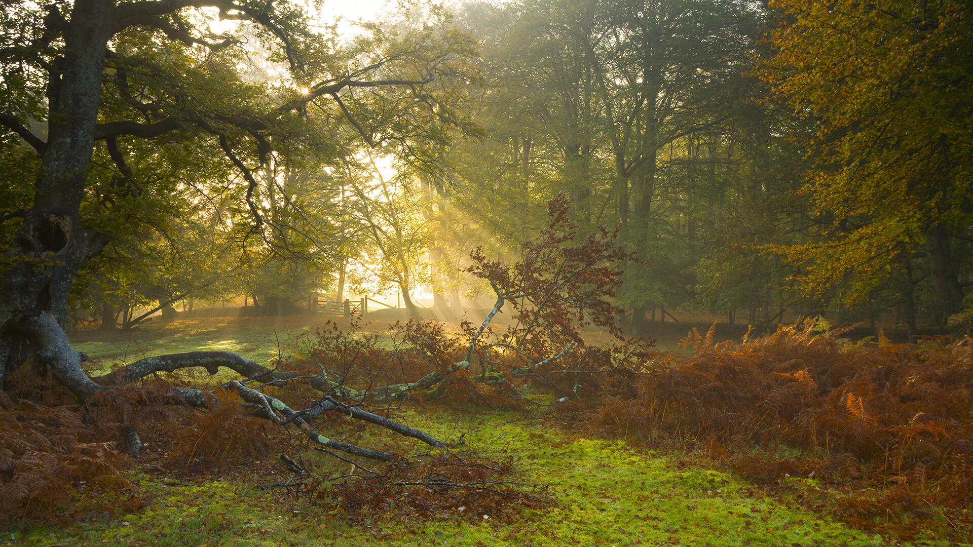 今年NBA联盟助攻领头羊是谁？他的童话故事你知道吗？，nba助攻榜第一