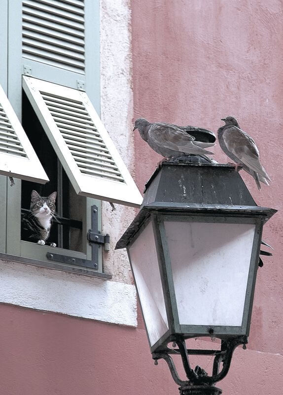 四川队新任主帅亮相,球队战术大调整,四川队球员