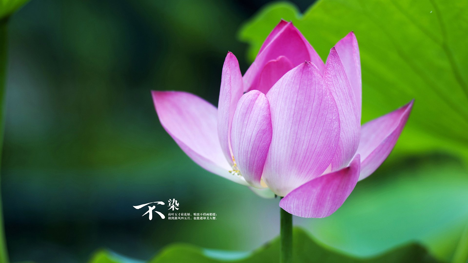 曼联中场组织者抢眼，球队战术逐步成型，曼联的中场球员