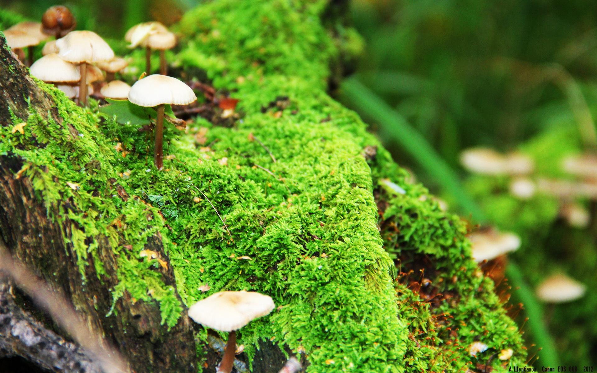 法甲发展足球足球学院，普及青少足球运动，足球比赛法甲