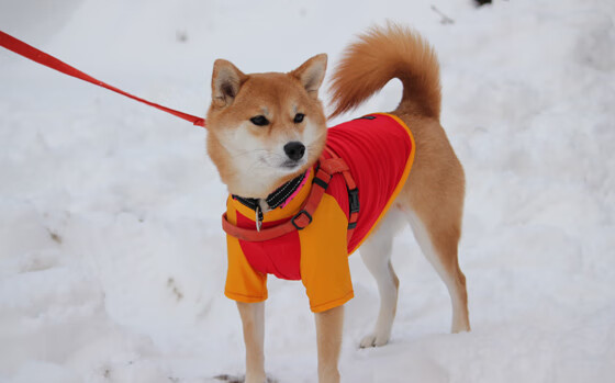 两队季后赛首轮对决成焦点战役，季后赛首轮对阵产生