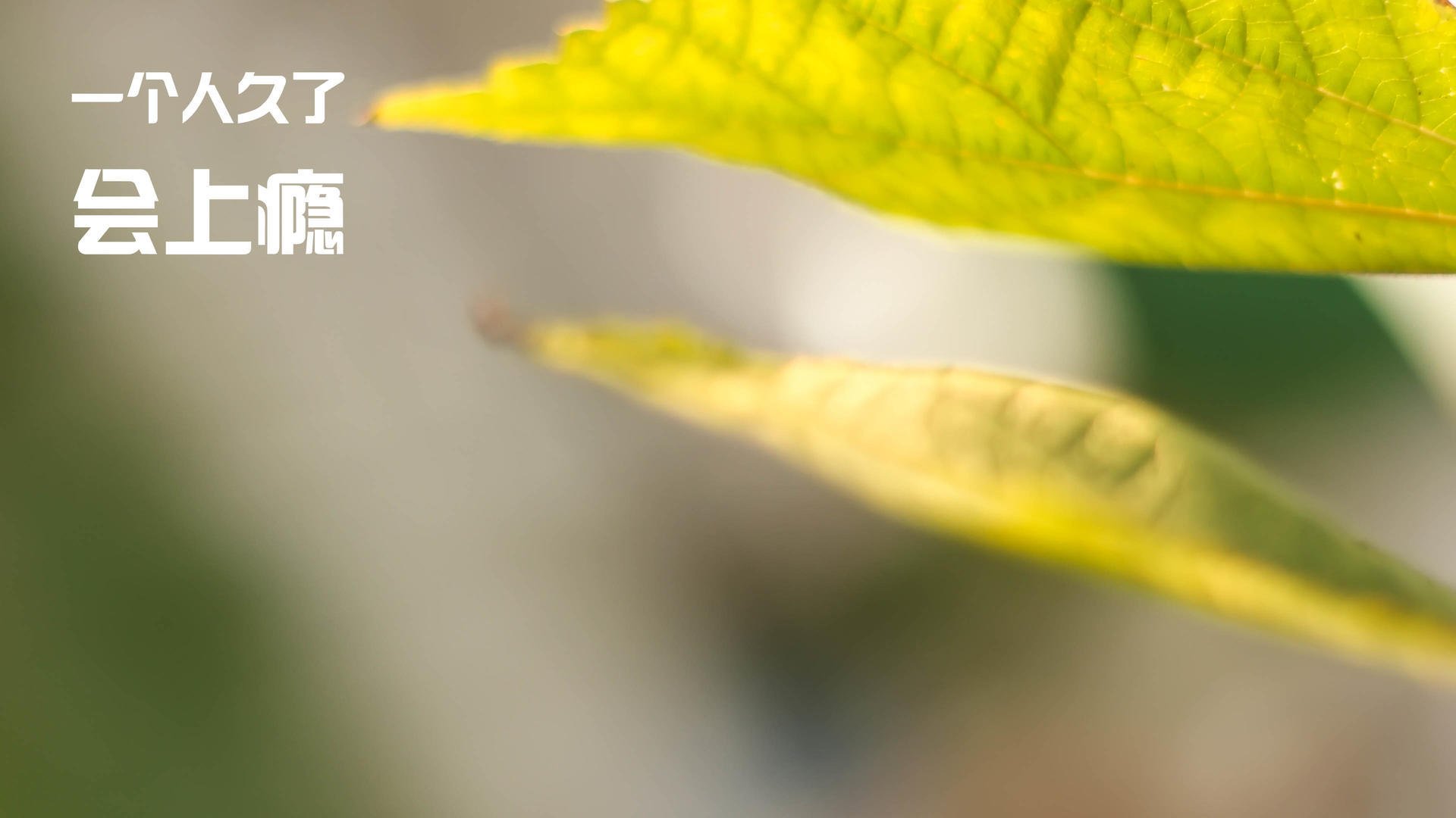 从菜鸟到冠军：职业电竞选手的成长蜕变全纪录，职业电竞选手的心酸