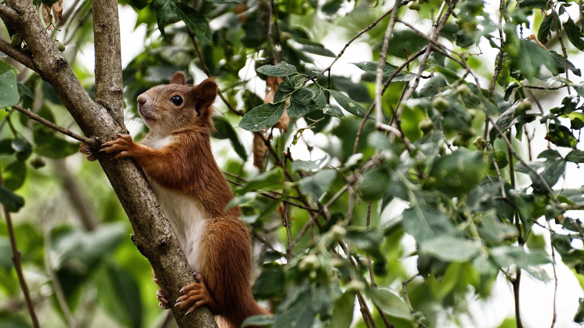 凯尔特人稳定推进继续领跑东部,凯尔特人是东部第几