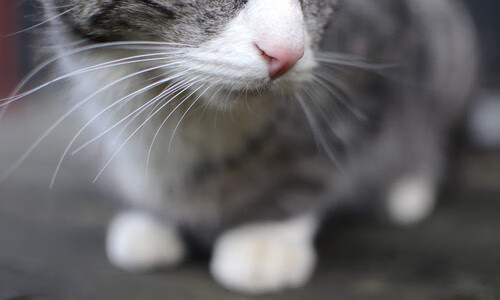 凯尔特人绝杀掘金,系列赛焦点战中塔图姆创下生涯新高,凯尔特人塔图姆超清壁纸