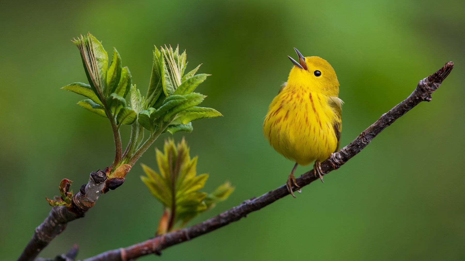 太阳队殊途同归，决定拼出最后一战，太阳队craig