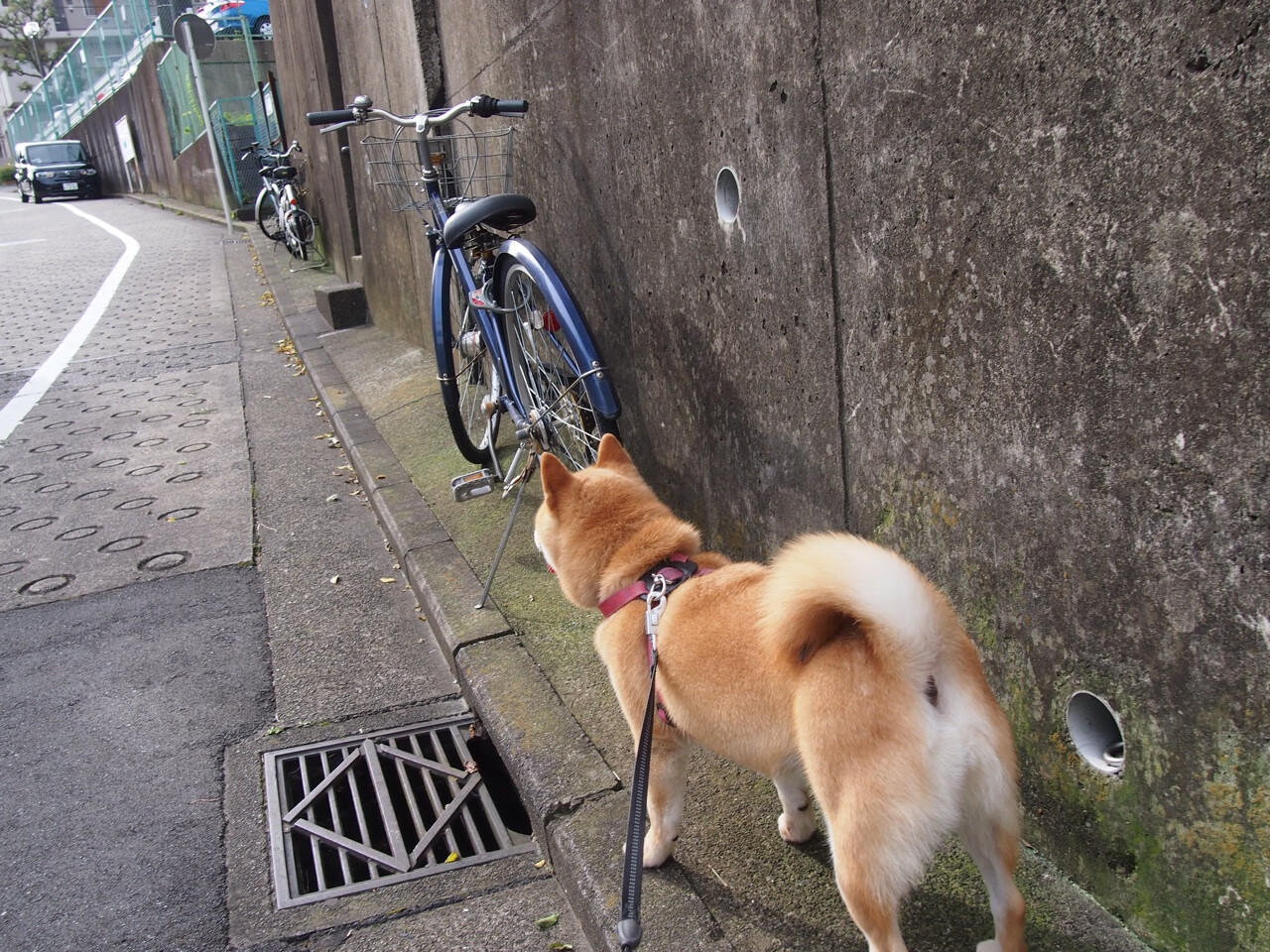 太阳队球队主场战绩稳步上升，太阳球队专区