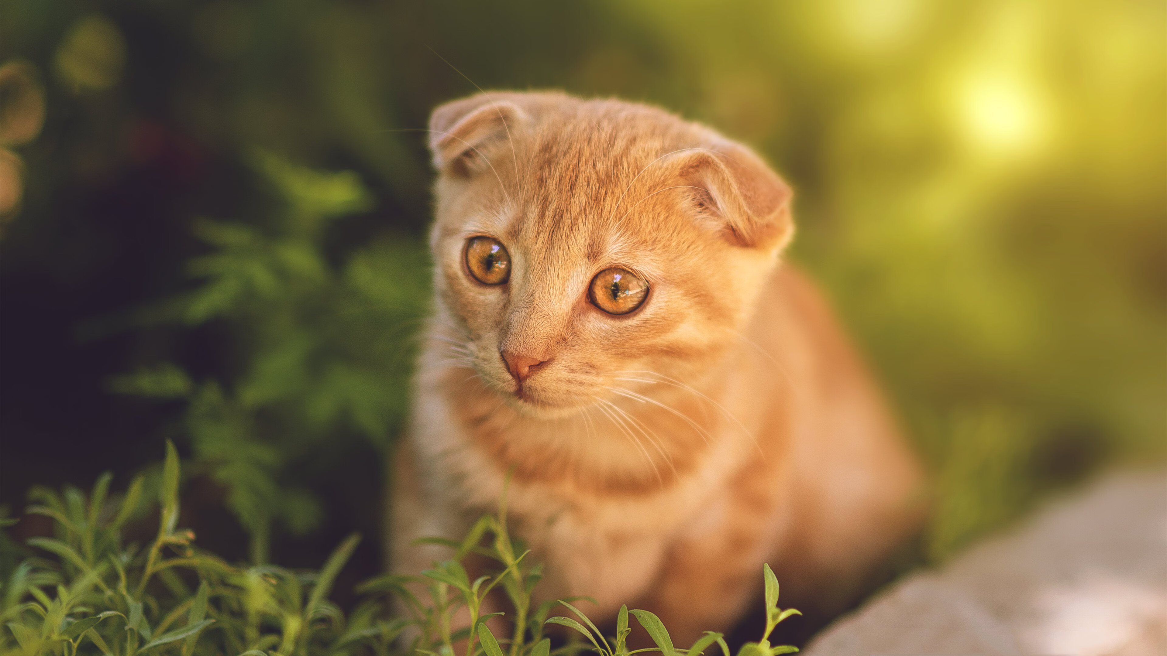 太阳队突破性取胜，球队士气大振，太阳队cam