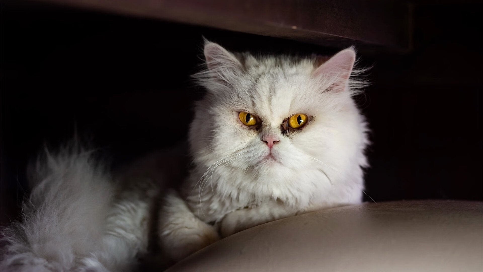 山西汾酒主场优势日益明显,山西汾酒潜力