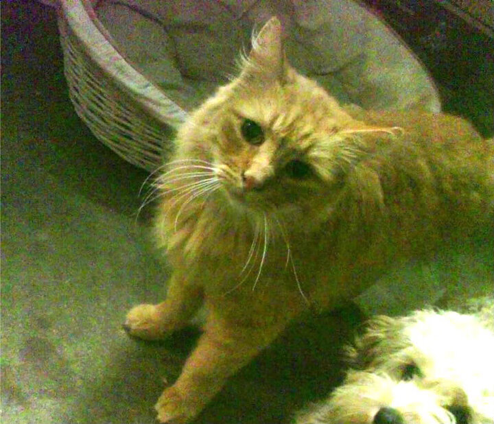 是否应设立联盟级别防守效率奖项