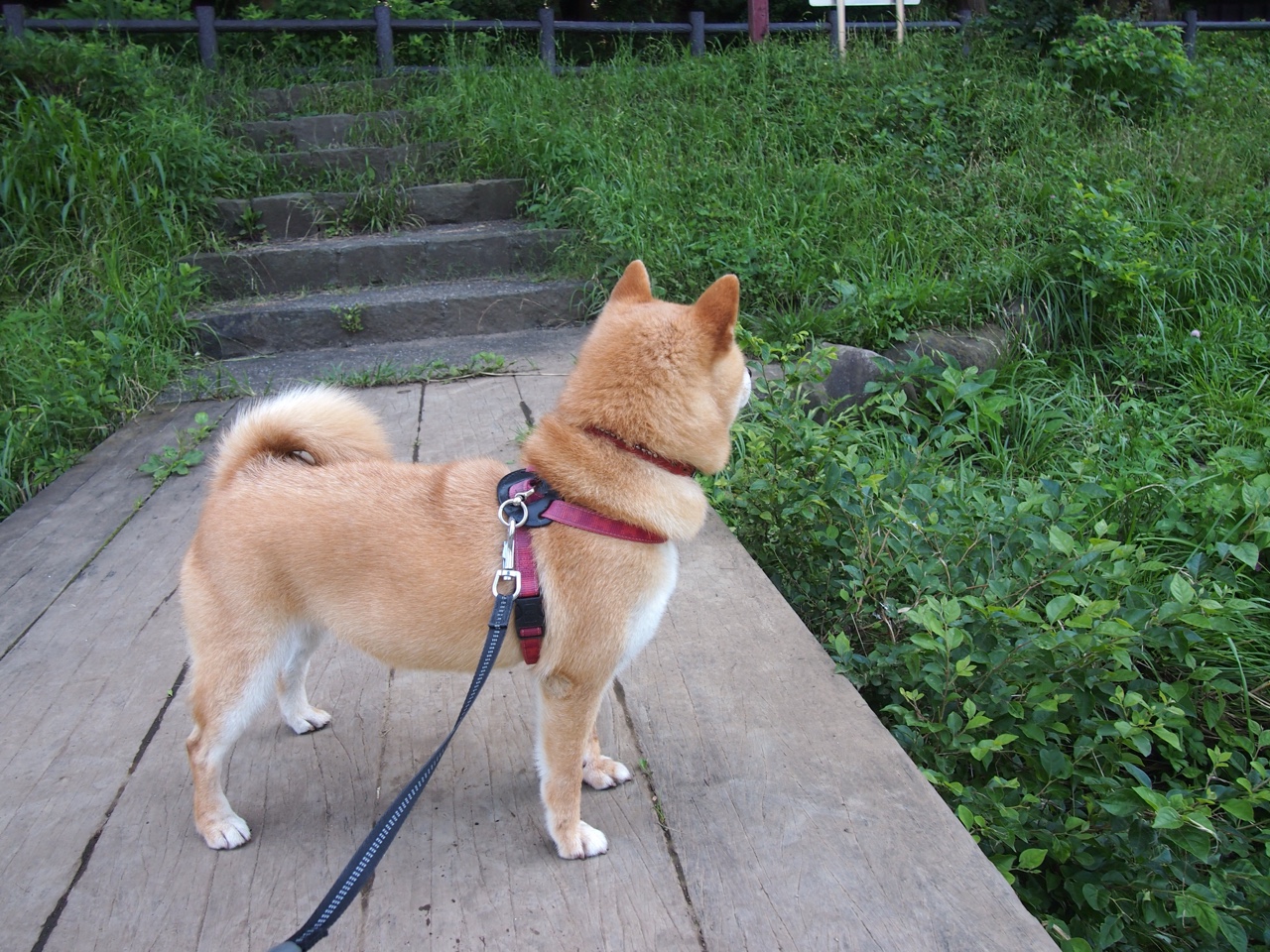 是否应设立联赛技战术趋势评估委员会