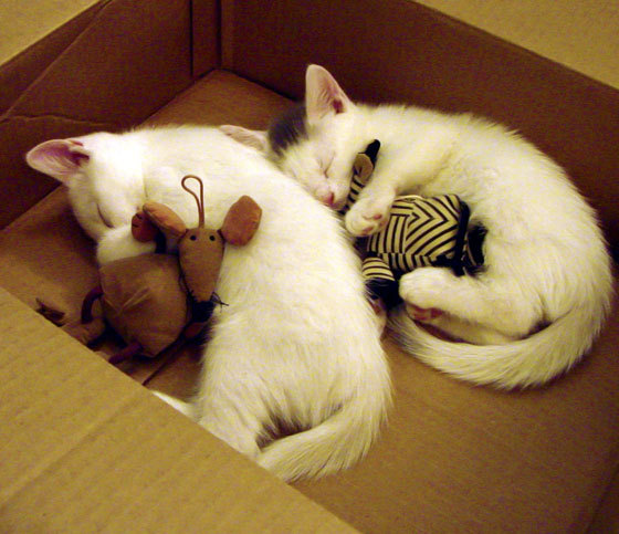 欧洲足球赛场上的豪强对抗,唇枪舌剑的胜负之争,欧洲足球谁赢了