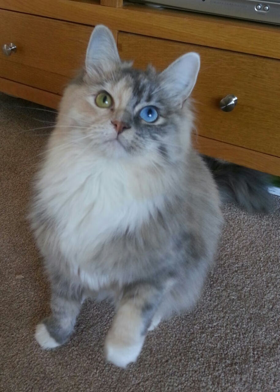 欧洲足球锦标赛赛程揭晓，各队备战积极有序，欧洲足球锦标赛2020ds