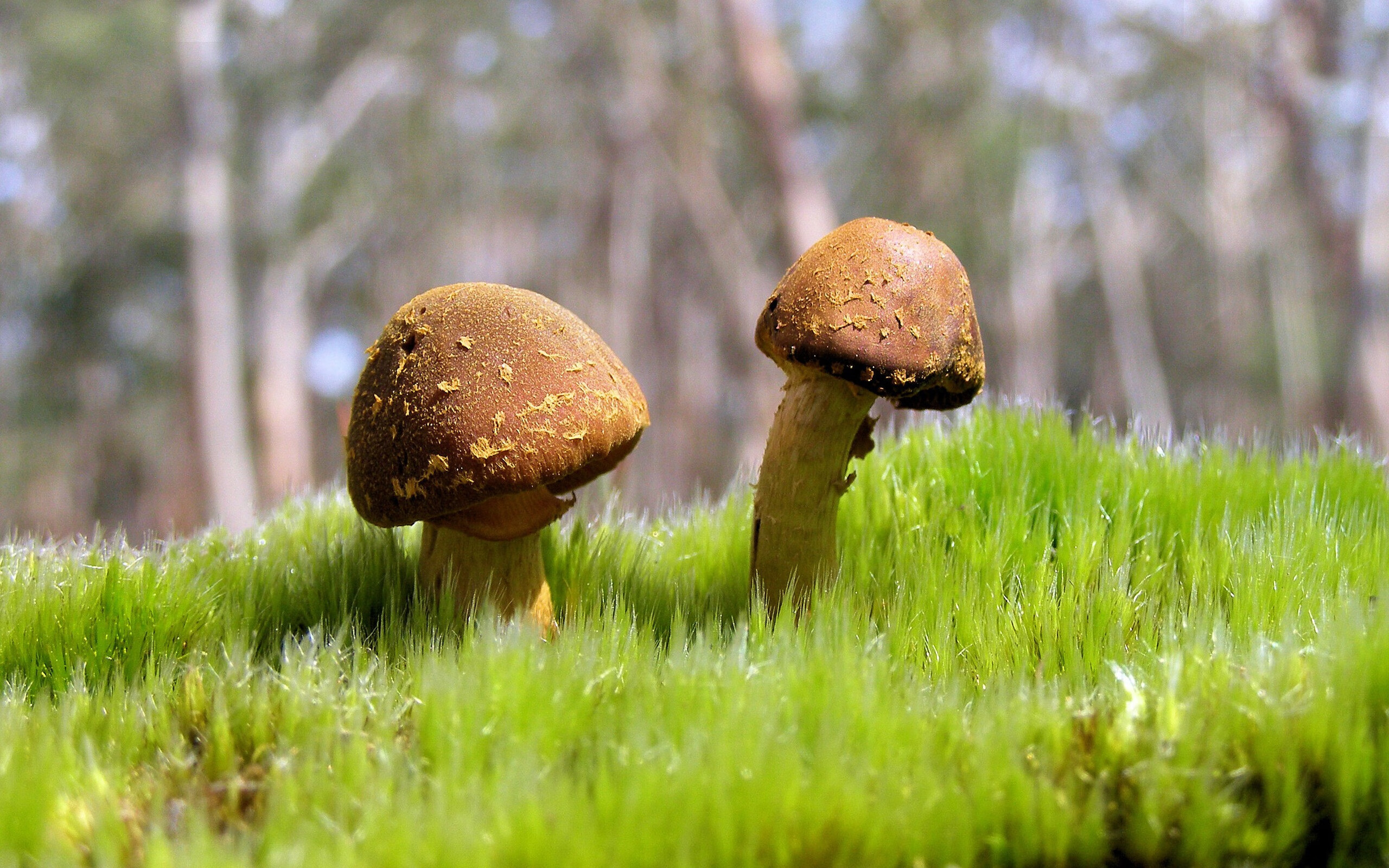 波尔图球员入选国家队，波尔图是哪国的球队