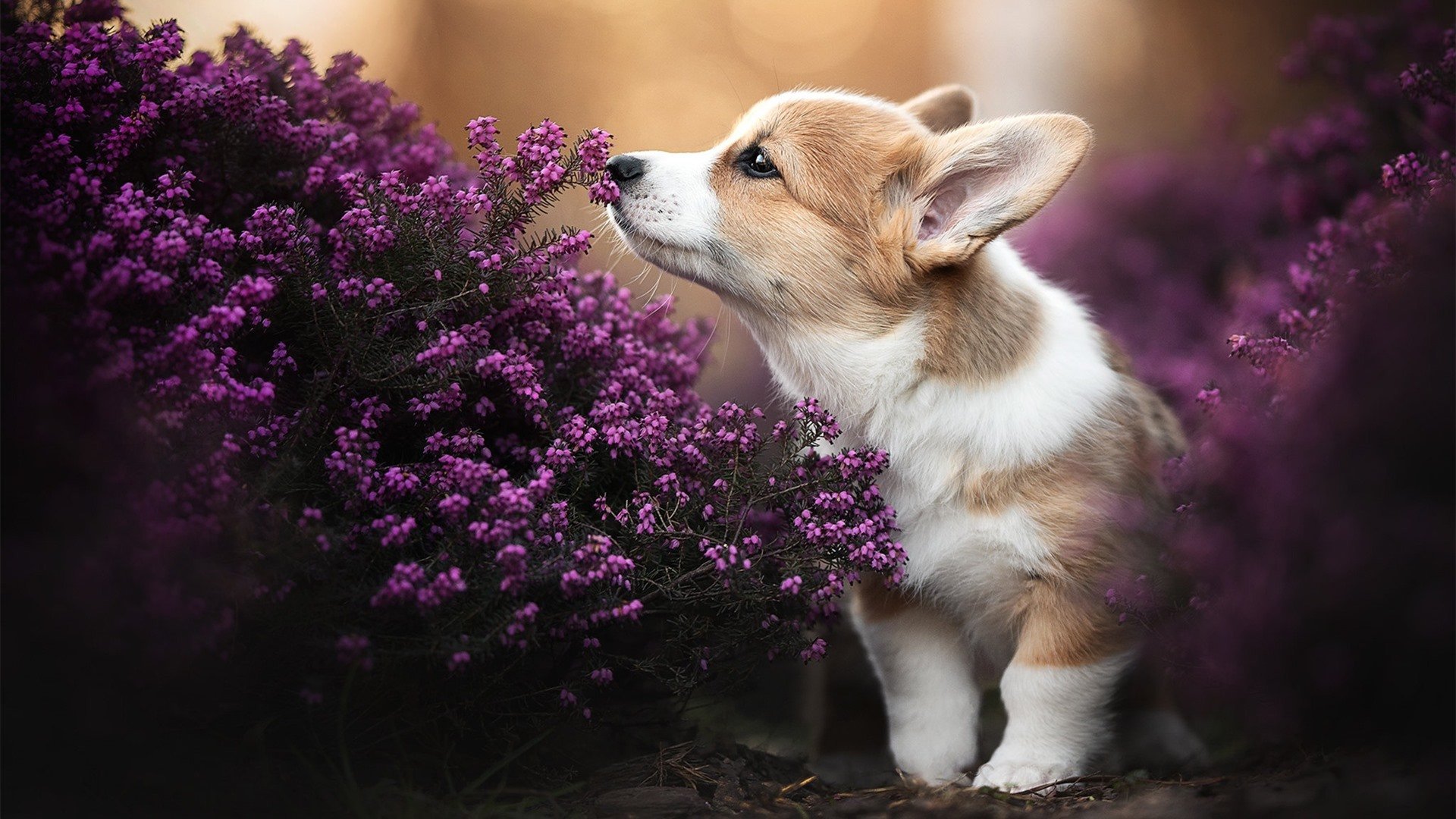 英格兰门神连克对手,保持不败纪录,英格兰第一门将