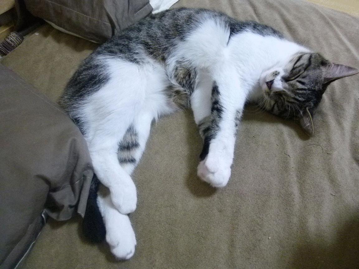 阿根廷与巴西的名将在赛场上交锋，阿根廷与巴西交手记录