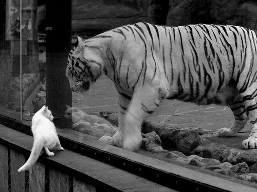 校园体育场馆智能调度与管理研究,校园体育场馆智能调度与管理研究报告