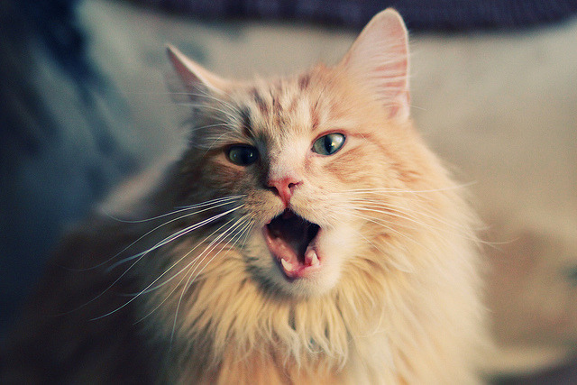 中美蝶泳转身前滑行长度对比图出炉，蝶泳划臂路线