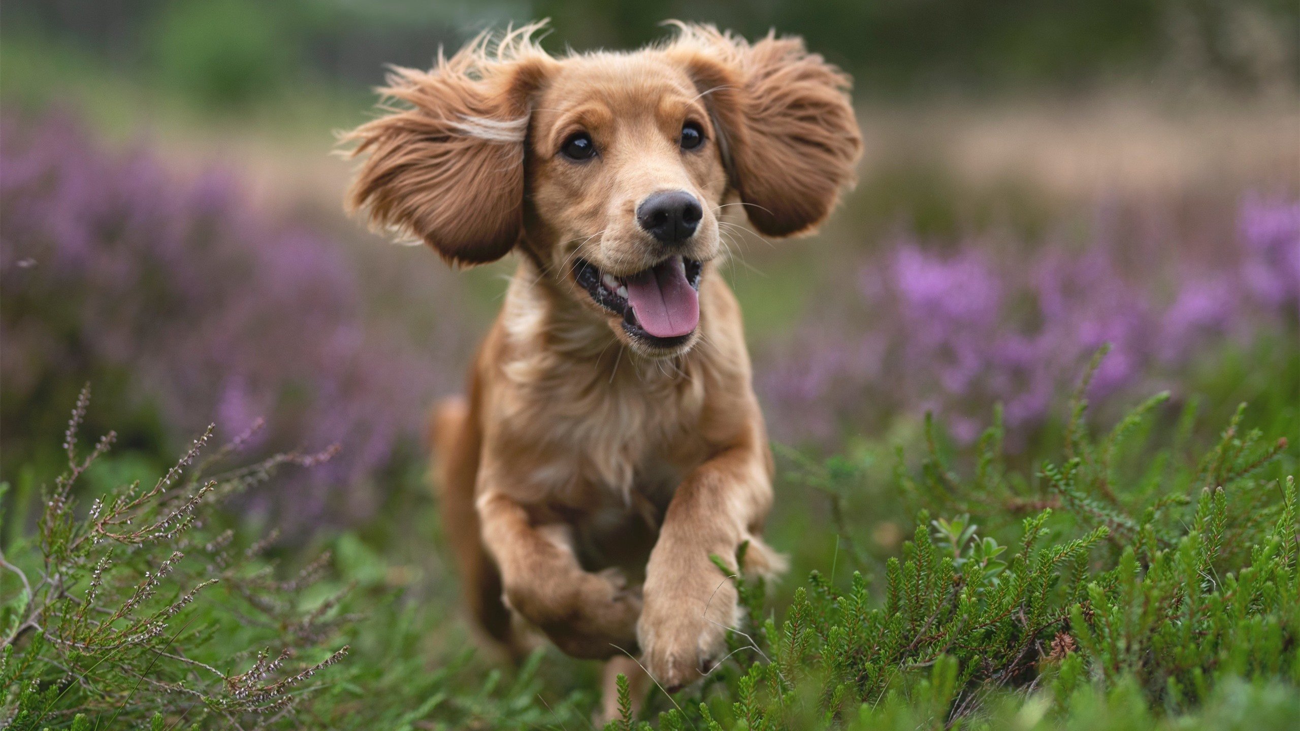 乒乓赛制大变革，国际乒联推出新规则，国际乒联改变规则