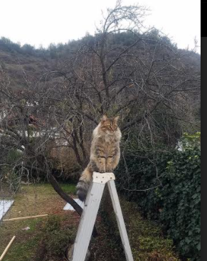 美国队赛制分析：团体赛制如何帮助提升团队配合与默契，美国队内对抗赛