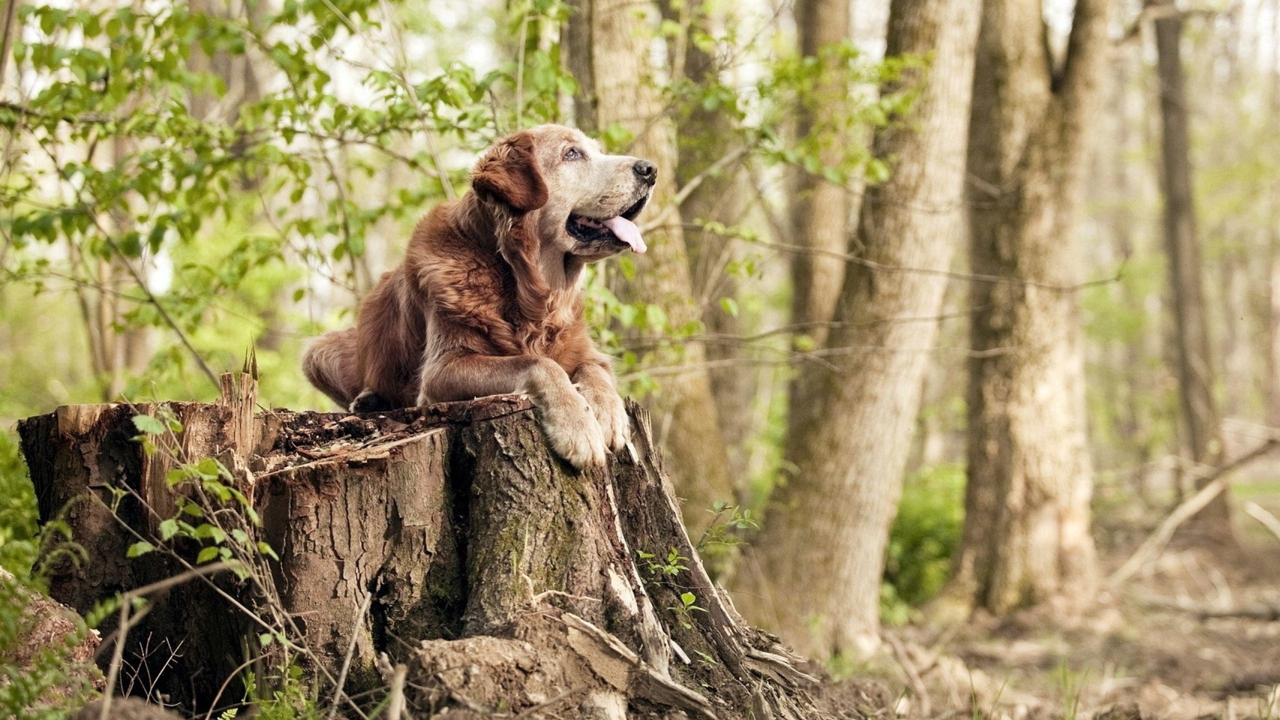 史密斯决赛表现稳健赢得喝彩,史密斯去哪个队了