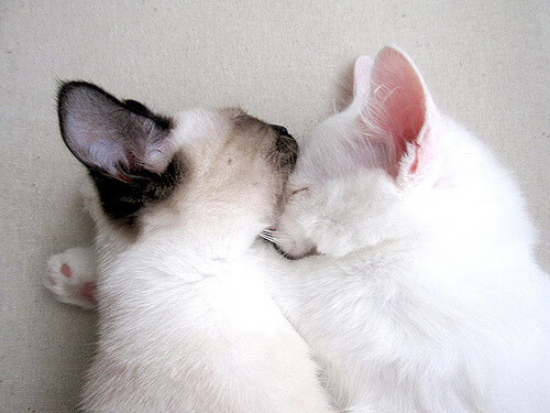 坦桑尼亚女篮在非洲锦标赛中赢得佳绩,迈向国际舞台