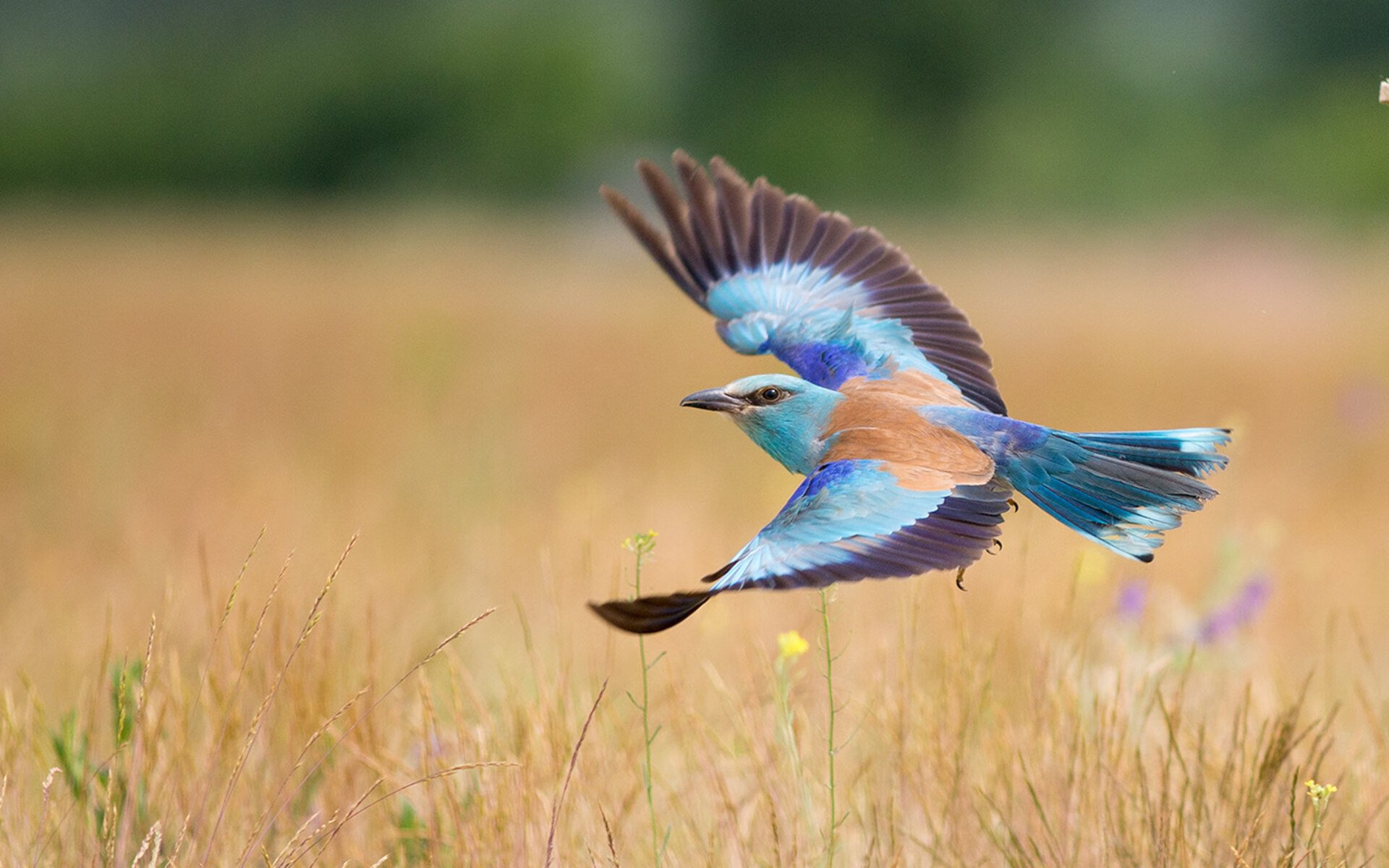 意甲战术多变:布局巧妙,变化不停!,意甲战术强在哪里
