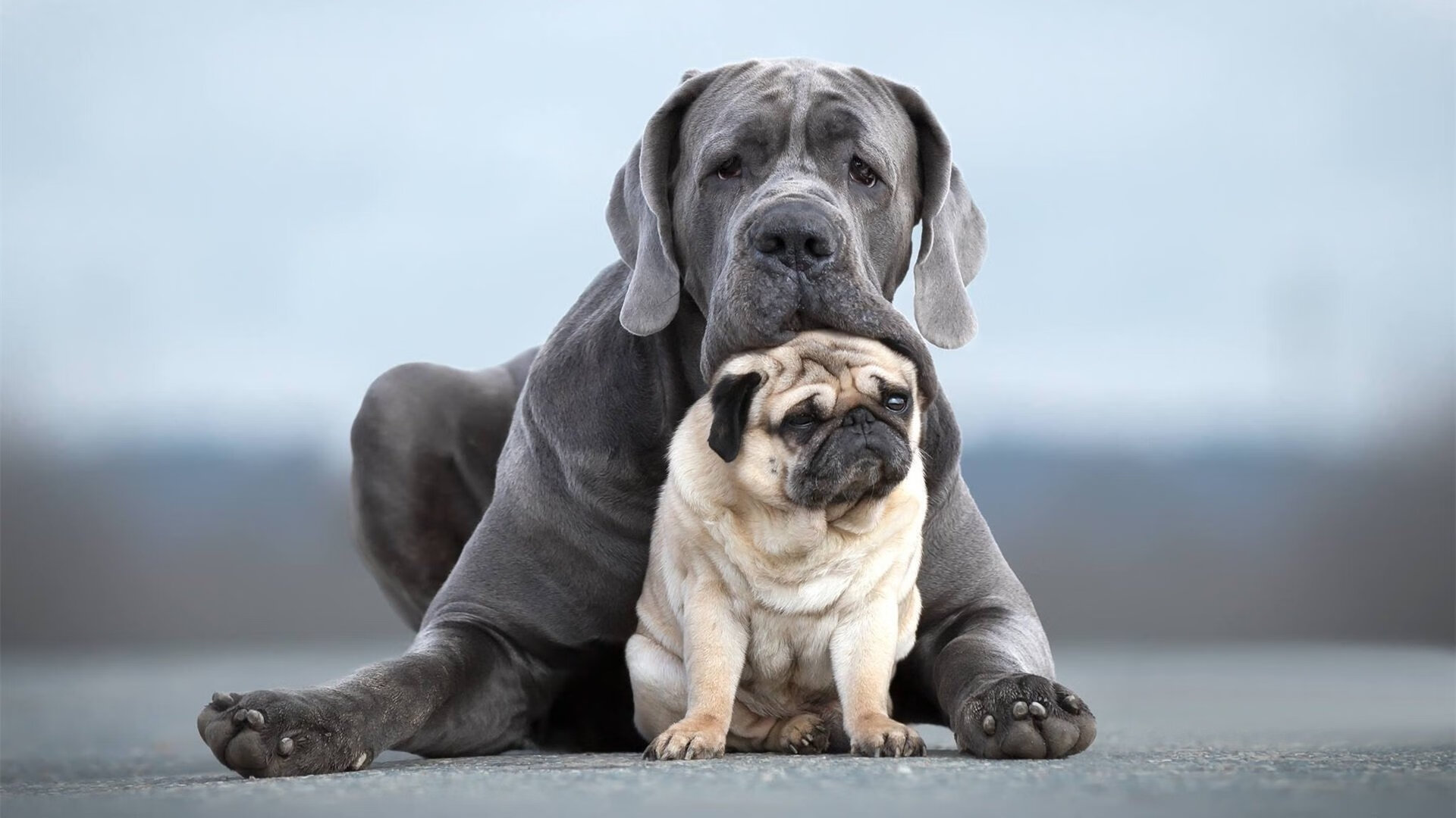 苏炳添赛后怒斥裁判田径百米赛,苏炳添决赛百米