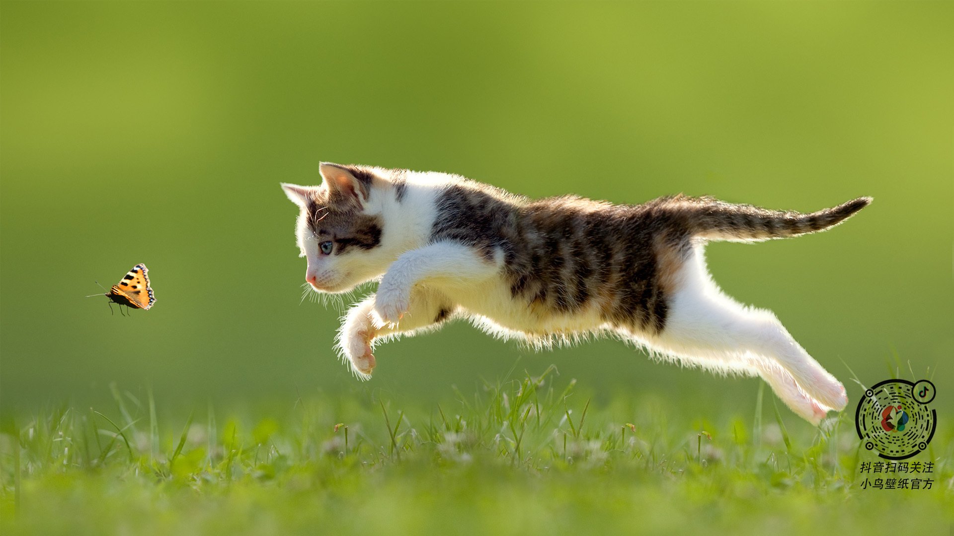 蛙泳技术突破，成绩稳步提升，蛙泳技术要点