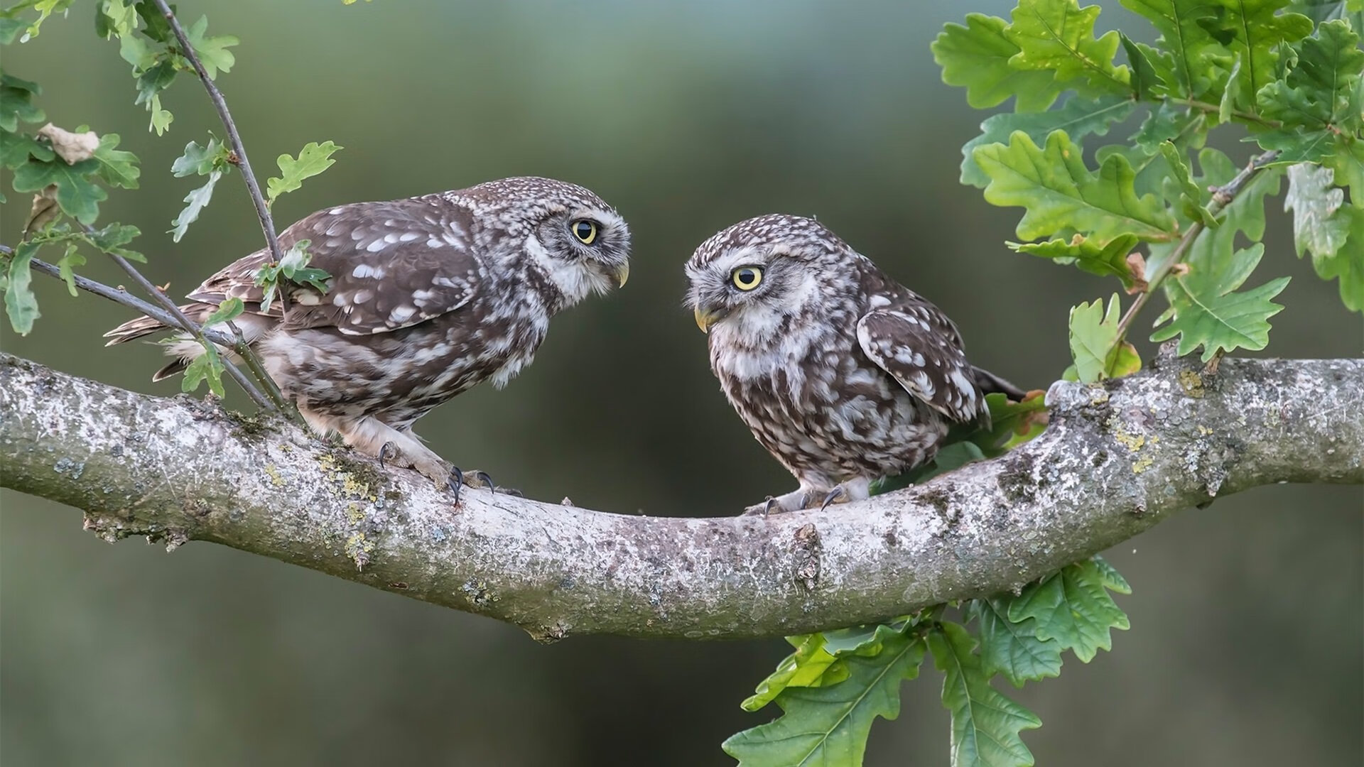青训球员选拔更重视实战表现与心理素质稳定性，球星青训